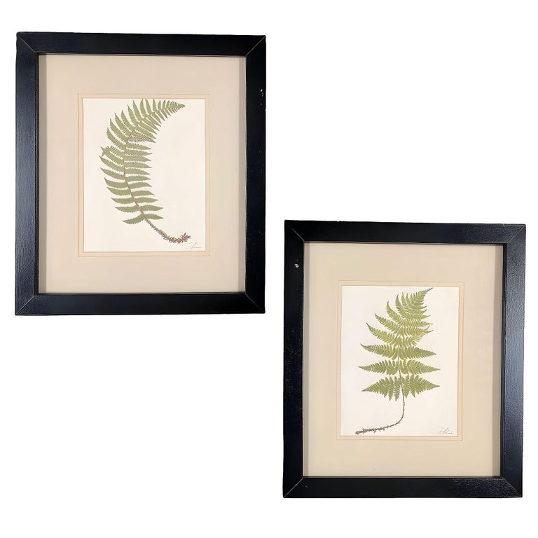 Victorian 1885 English Chromolithograph Fern Pair, Framed