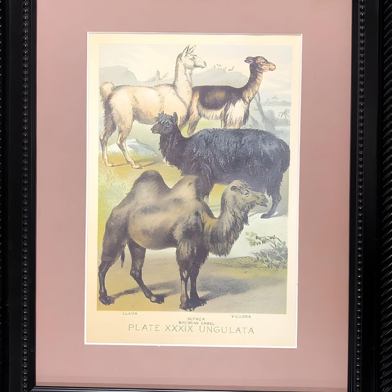 "Ungulates 39" Natural Sciences Lithograph by Georges Cuvier, Framed