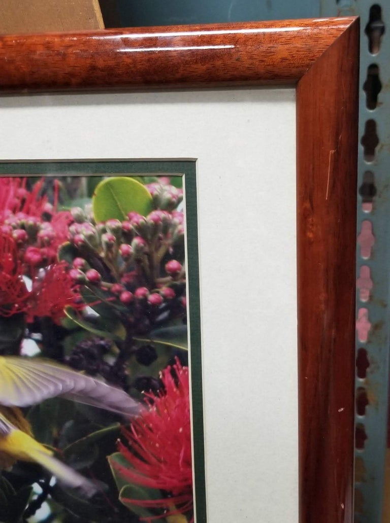 Framed Original Photography Print Yellow Bird in Hawaiian Blossoms