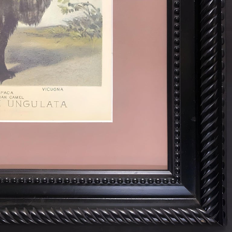 "Ungulates 39" Natural Sciences Lithograph by Georges Cuvier, Framed