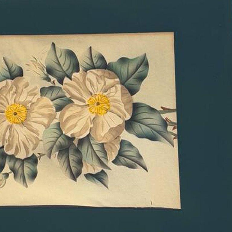 Mid Century White Camellia Botanical Floral Lithograph Print in Original Frame