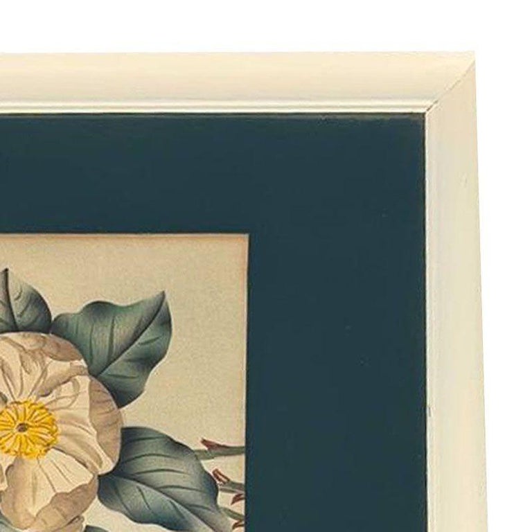 Mid Century White Camellia Botanical Floral Lithograph Print in Original Frame