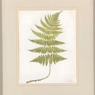 Victorian 1885 English Chromolithograph Fern Pair, Framed