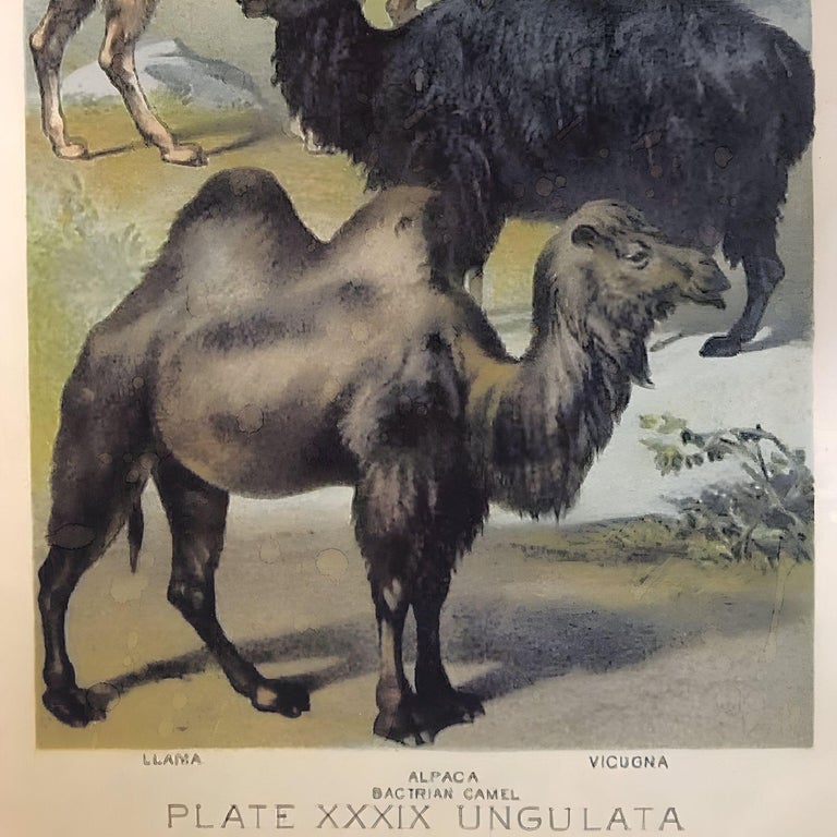 "Ungulates 39" Natural Sciences Lithograph by Georges Cuvier, Framed