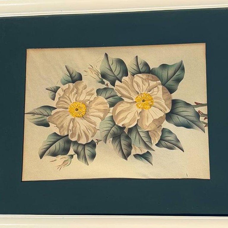 Mid Century White Camellia Botanical Floral Lithograph Print in Original Frame