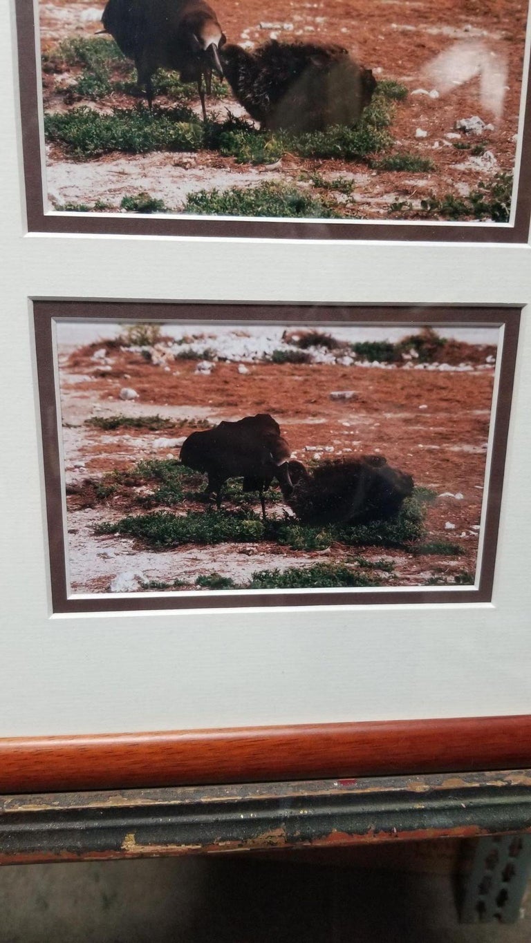 Framed Hawaiian Nature Photography Print Meaai by Photographer Michael Lemes