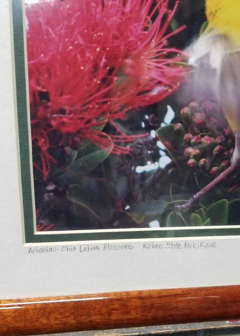 Framed Original Photography Print Yellow Bird in Hawaiian Blossoms