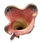 Ebb Tide Vase Fish & Shell Pink Speckled Ceramic Vase by Hull Pottery