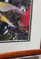 Framed Original Photography Print Yellow Bird in Hawaiian Blossoms