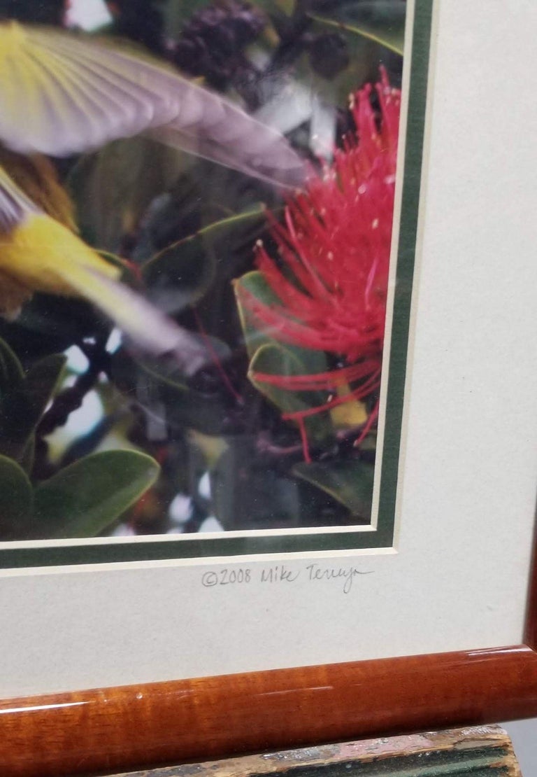 Framed Original Photography Print Yellow Bird in Hawaiian Blossoms