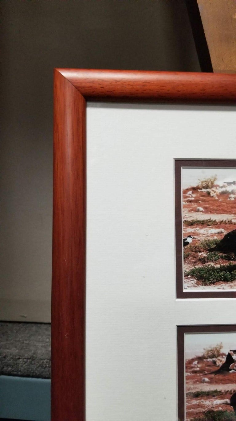 Framed Hawaiian Nature Photography Print Meaai by Photographer Michael Lemes