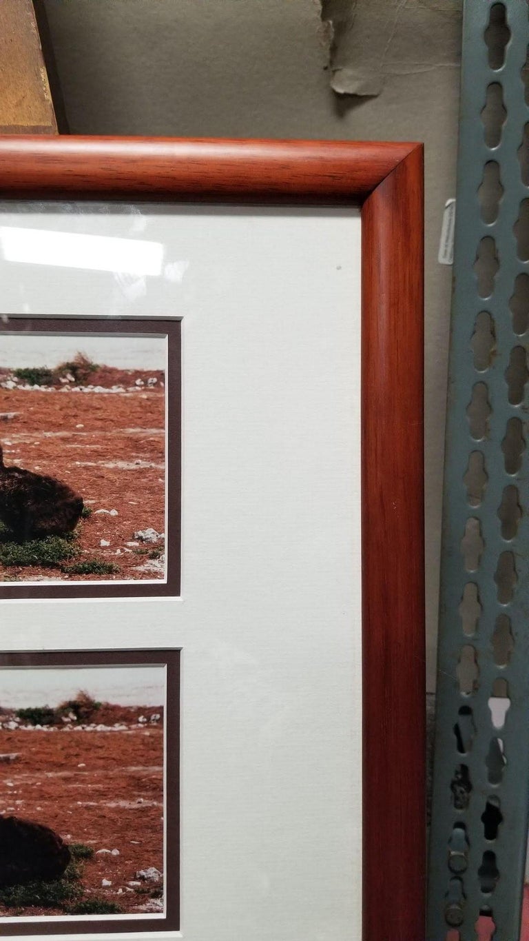 Framed Hawaiian Nature Photography Print Meaai by Photographer Michael Lemes